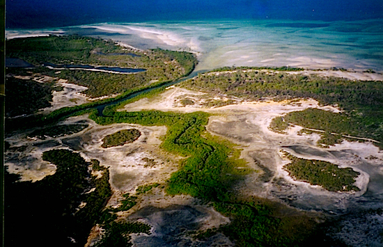 mangroves and salt